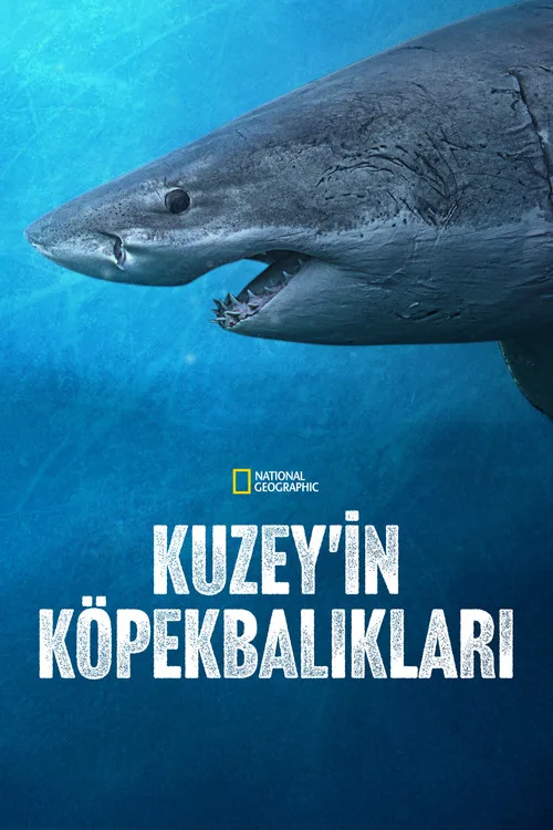 Kuzey'in Köpekbalıkları